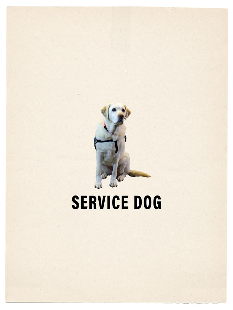 photographic image of a yellow labrador with service animal vest with text "service dog" on an otherwise blank off-white paper